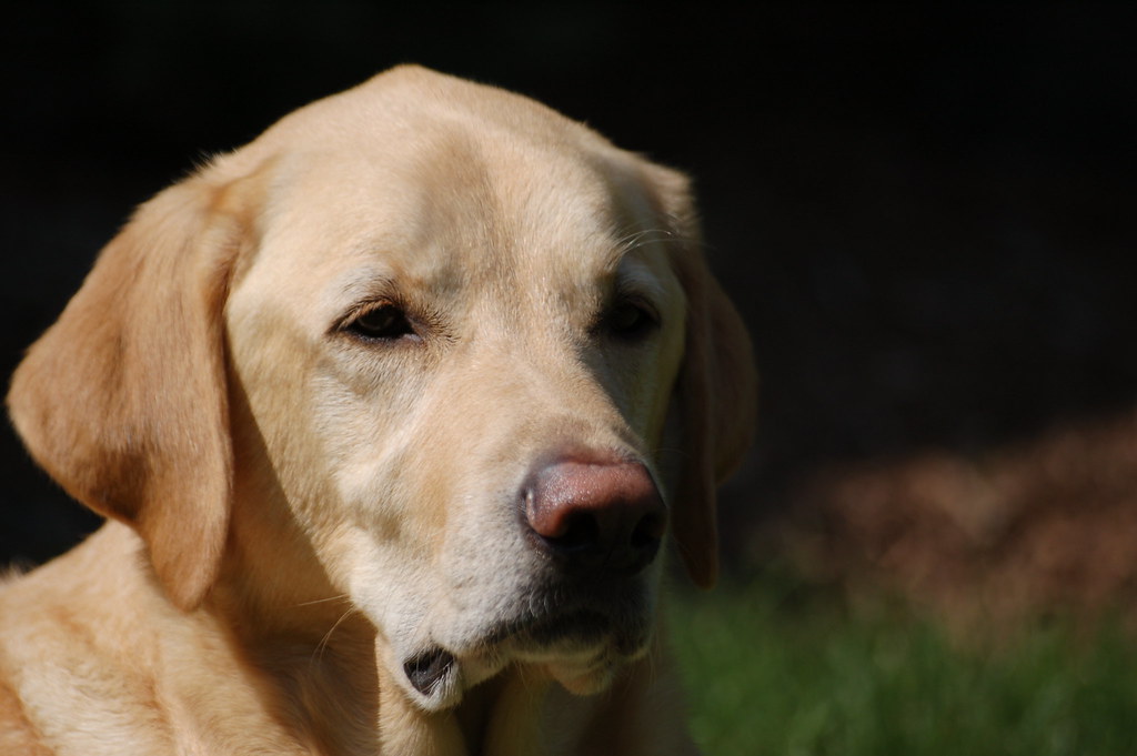 YELLOW LAB PUPPIES FOR SALE YELLOW LAB PUPPIES FOR SALE