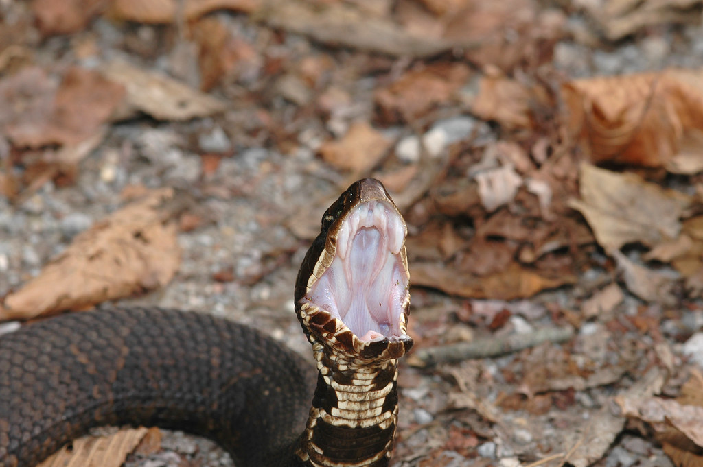 WATER MOCCASIN HABITAT WATER MOCCASIN HABITAT