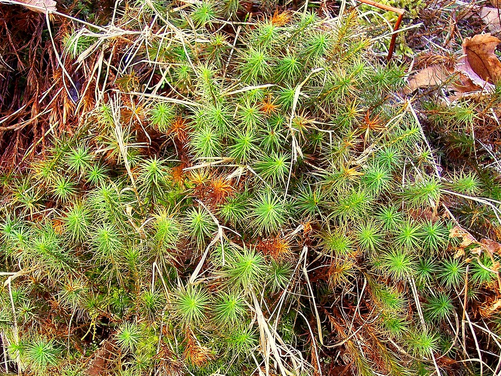 KILL MOSS IN LAWN KILL MOSS IN LAWN