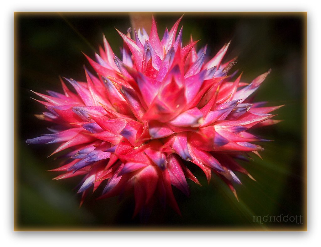 AMAZON RAINFOREST FLOWERS AMAZON RAINFOREST