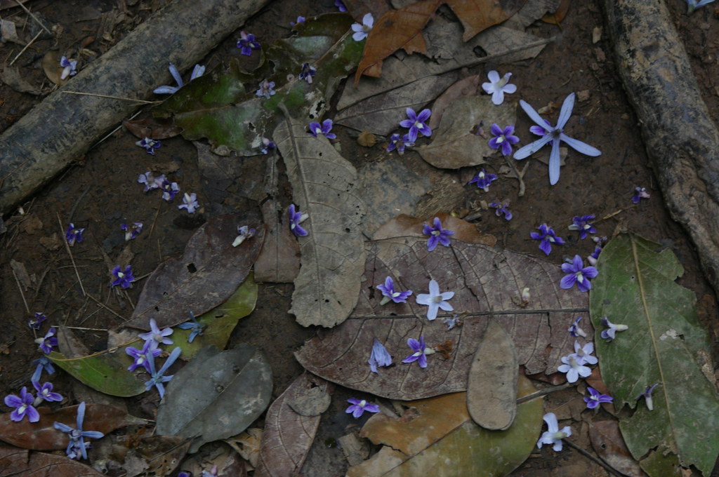 AMAZON RAINFOREST FLOWERS AMAZON RAINFOREST