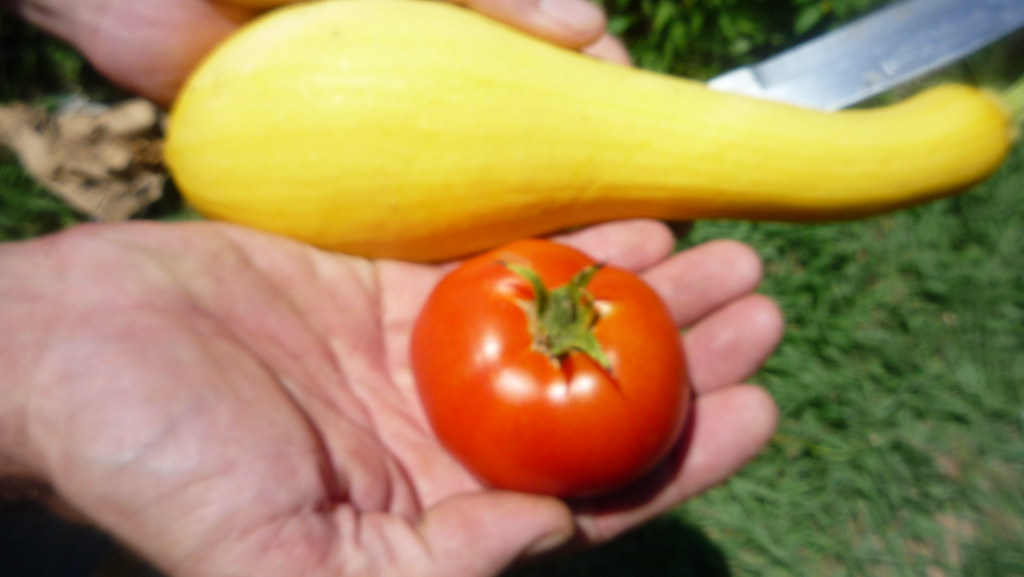 HOW TO COOK CROOKNECK SQUASH