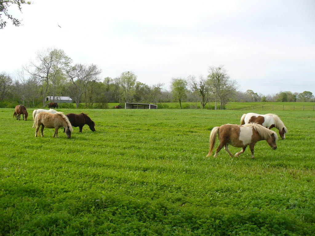 MINIATURE HORSES FOR SALE IN TEXAS MINIATURE HORSES FOR SALE IN TEXAS