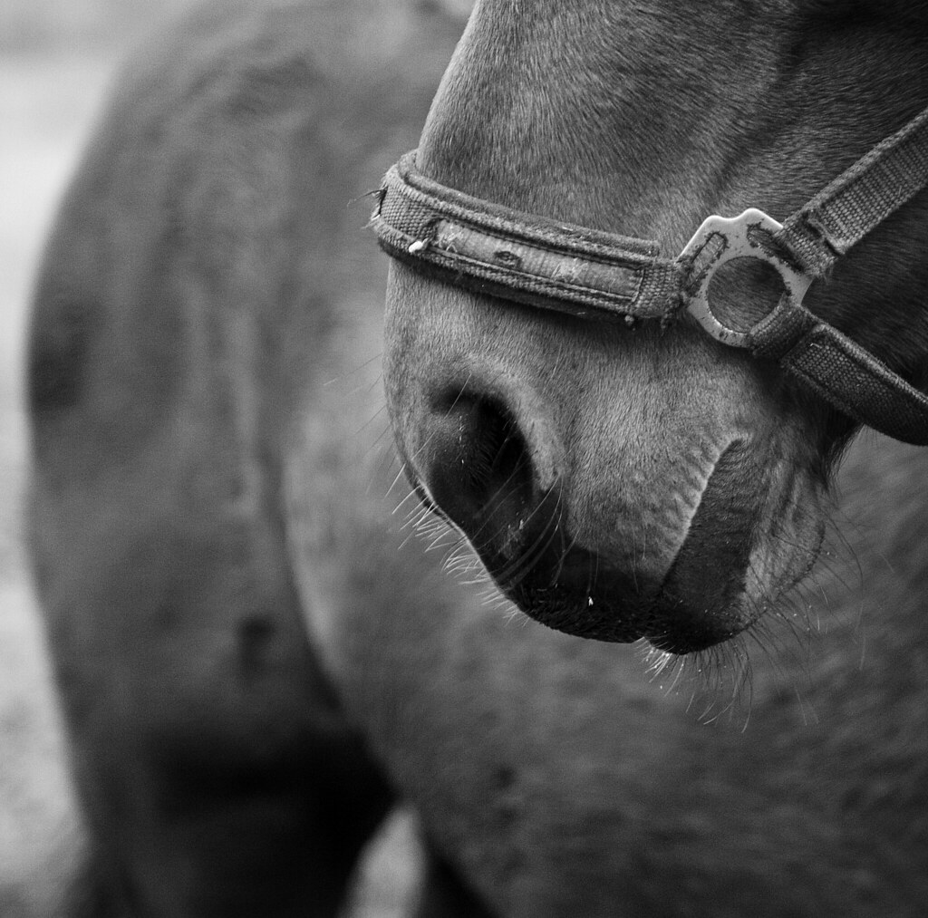 DARK HORSE MEANING DARK HORSE MEANING