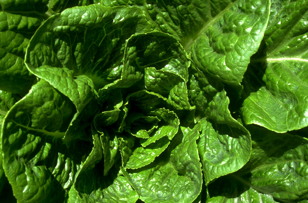 NUTRITIONAL VALUE OF ROMAINE LETTUCE. NUTRITIONAL VALUE OF