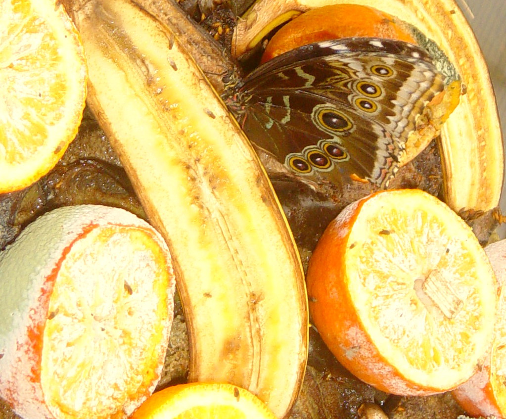 BANANA LIKE FRUIT BANANA LIKE FRUIT