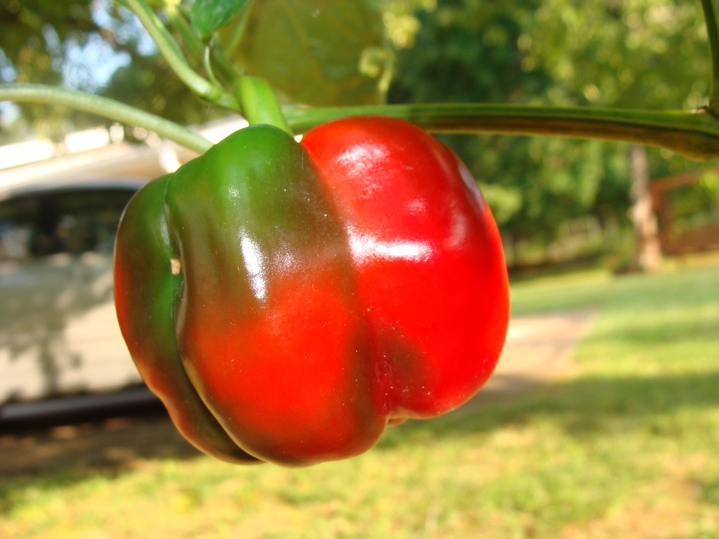 IS A GREEN PEPPER A FRUIT IS A GREEN PEPPER A FRUIT