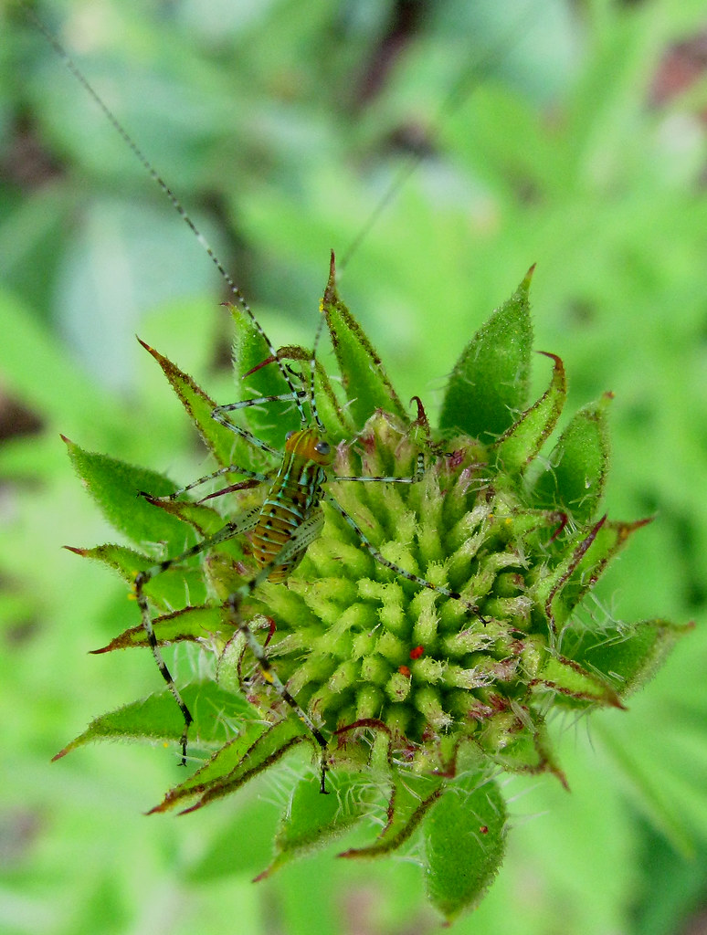 Cheap Garden Plants BAWDESWELL GARDEN CENTRE