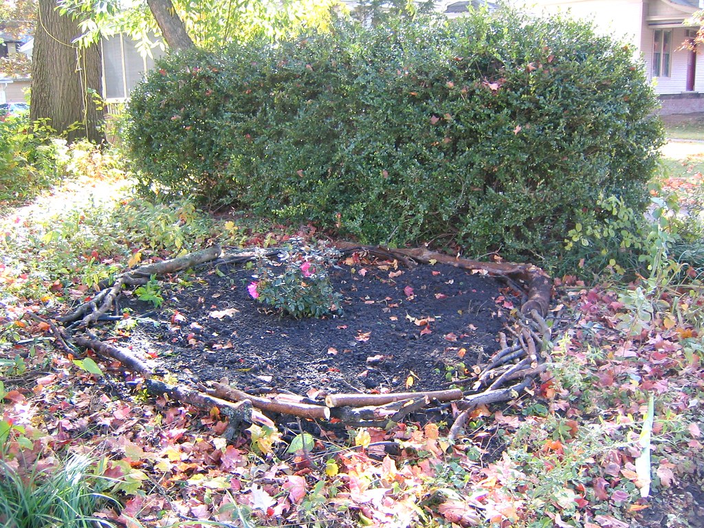 Cheap Garden Plants BAWDESWELL GARDEN CENTRE