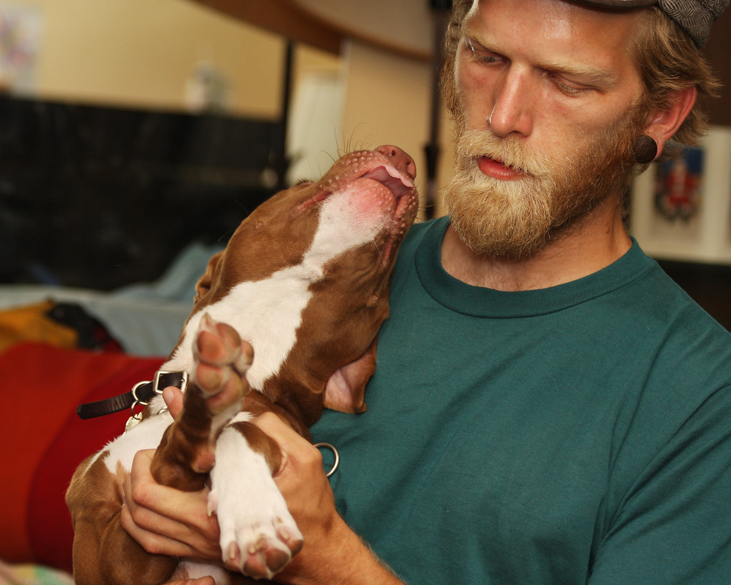 Training A Pitbull Puppy 800M TRAINING PROGRAM