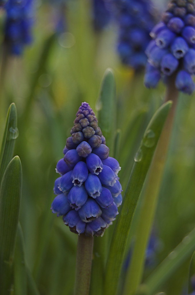 Carr Gate Garden Centre BERNS GARDEN CENTER