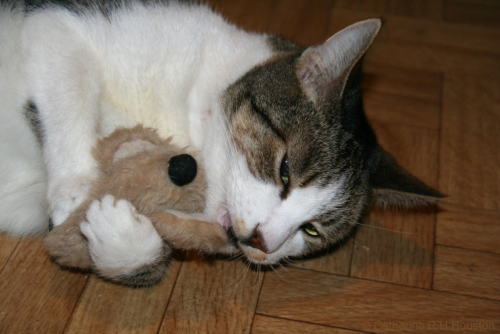 CAT VOMITING BLOOD CAT VOMITING BLOOD