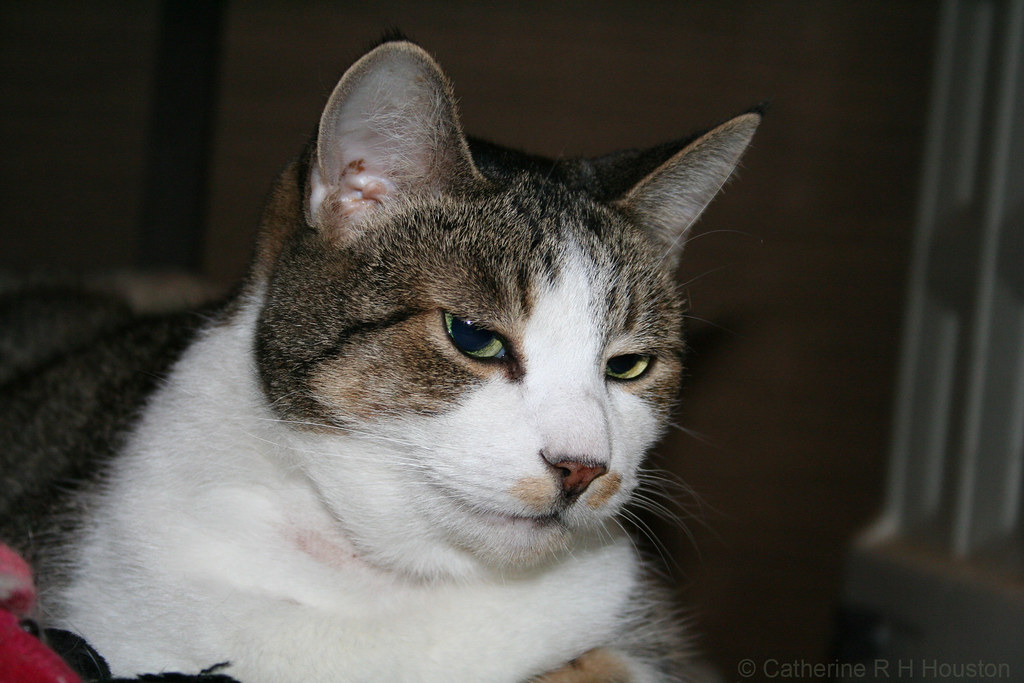 CAT VOMITING BLOOD CAT VOMITING BLOOD