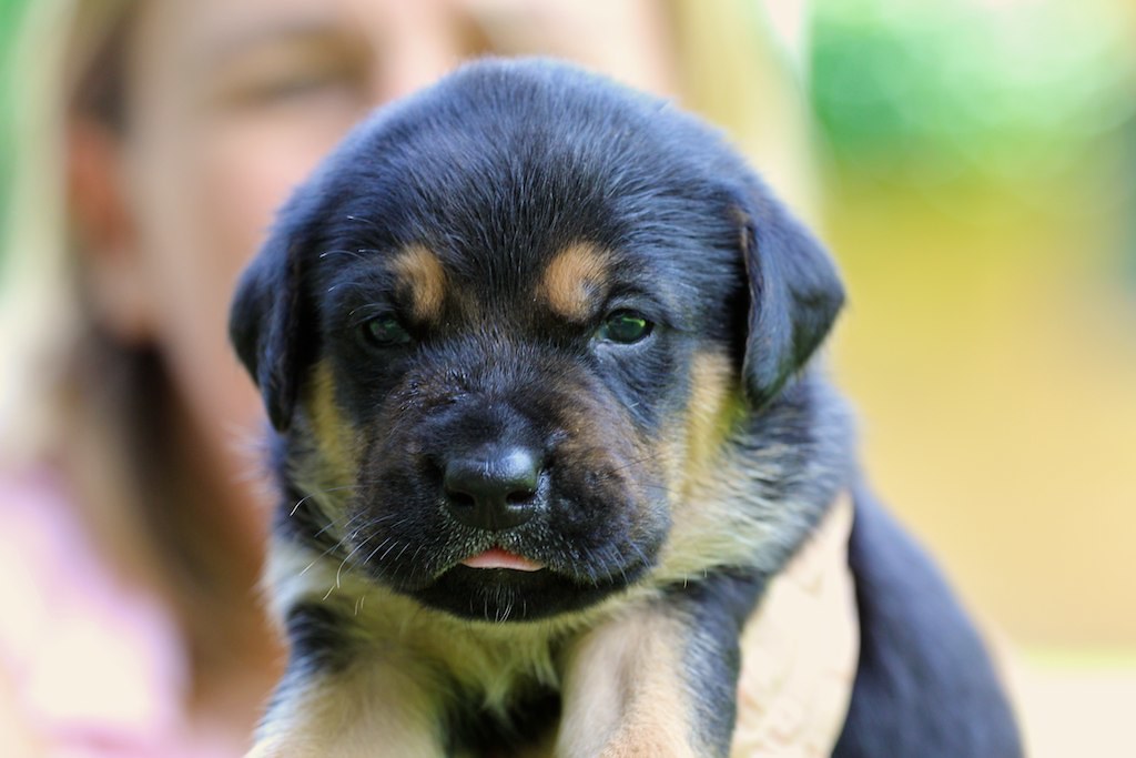 Puppiesforsalegauteng harmjani