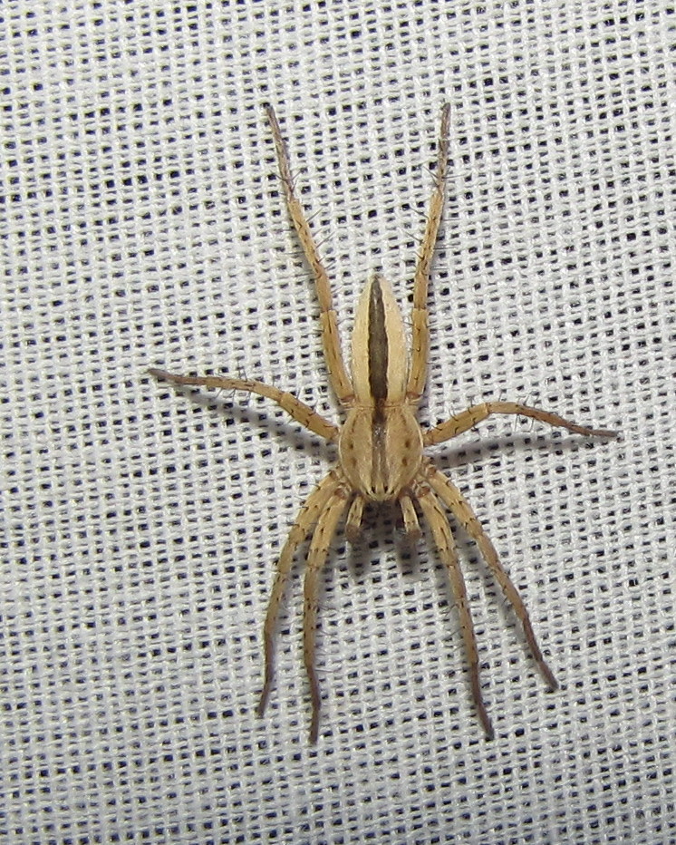 ARIZONA SPIDER IDENTIFICATION