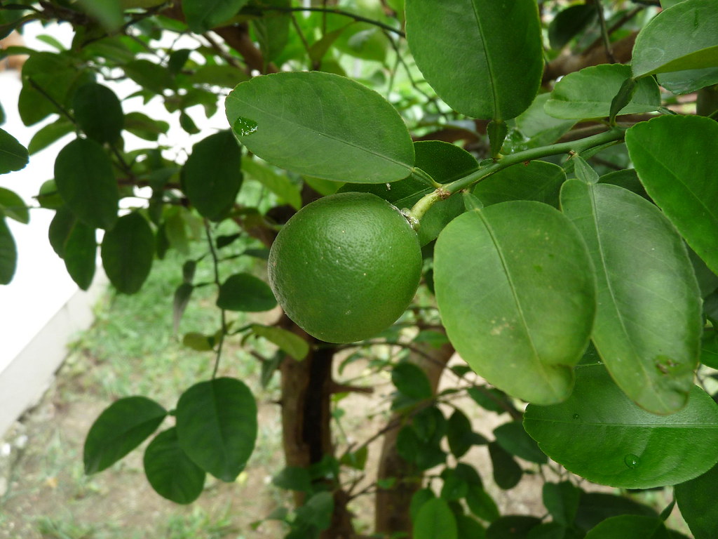 CALAMANSI JUICE BENEFITS