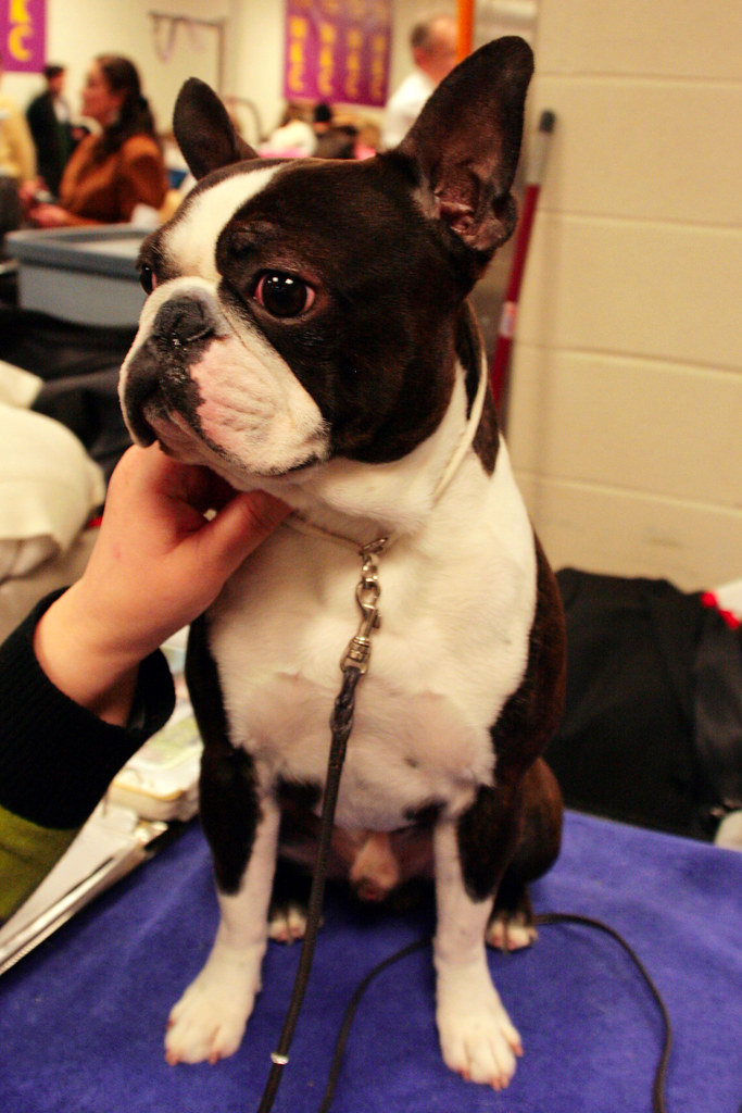 MINIATURE BOSTON TERRIER PUPPIES FOR SALE