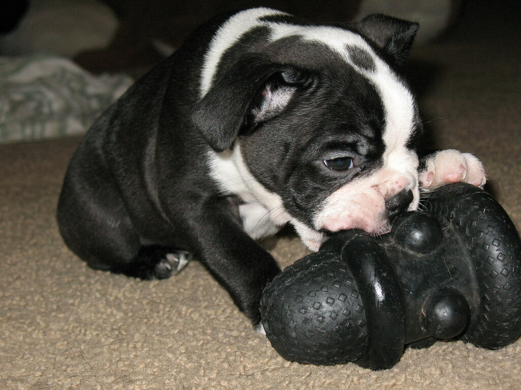 BULLDOG BOSTON TERRIER MIX PUPPIES TERRIER MIX PUPPIES