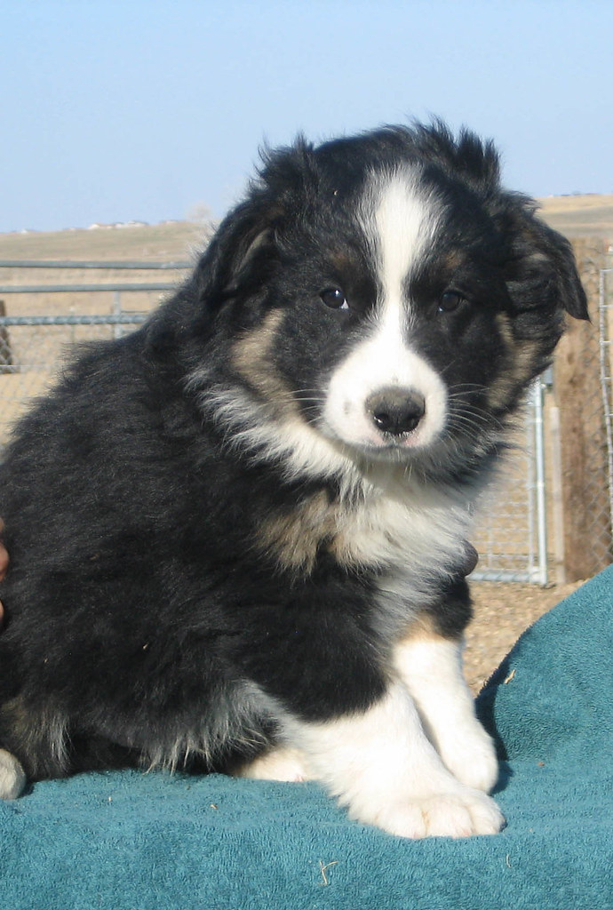 AUSTRALIAN SHEPHERD PUPPIES FOR SALE PUPPIES FOR SALE