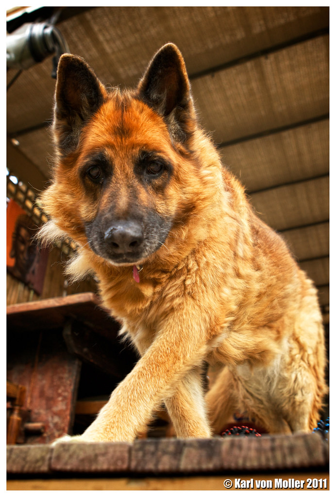 GERMAN SHEPHERD PUPPIES FOR SALE CHEAP