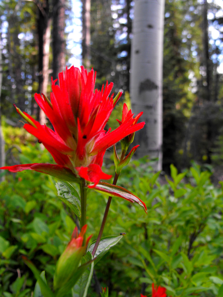 INDIAN PAINTBRUSH FLOWERS INDIAN PAINTBRUSH FLOWERS