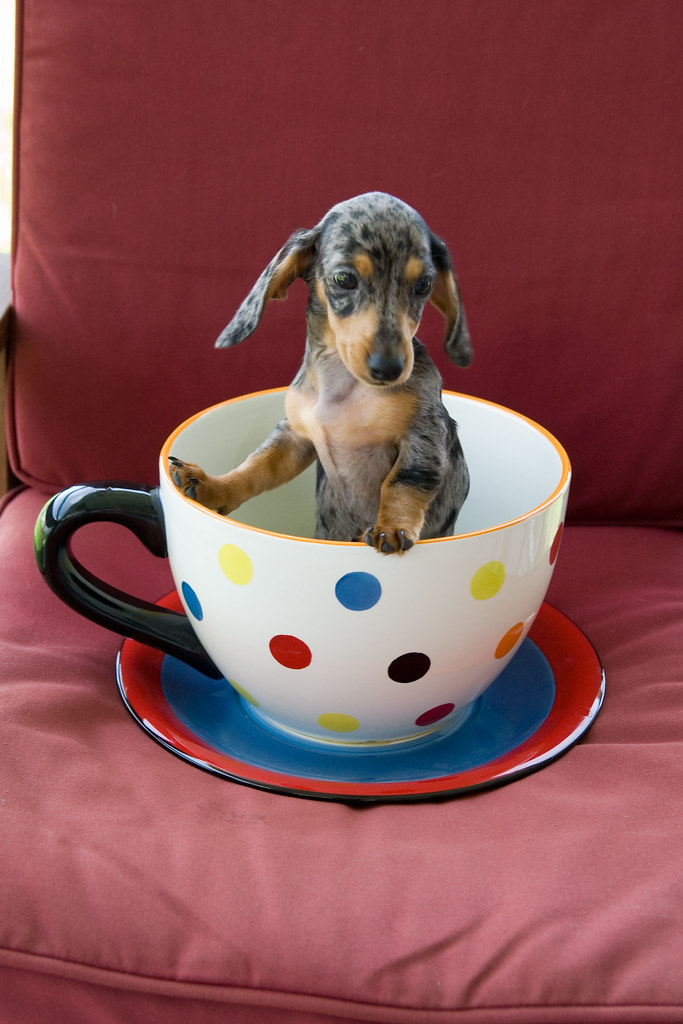 TEACUP DACHSHUND PUPPIES