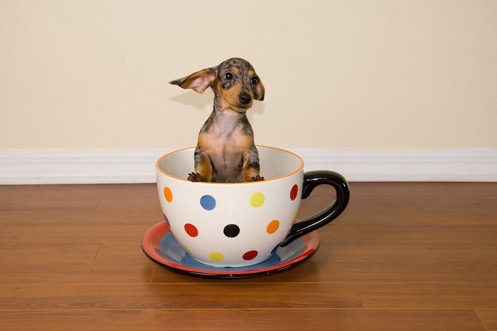 TEACUP DACHSHUND PUPPIES