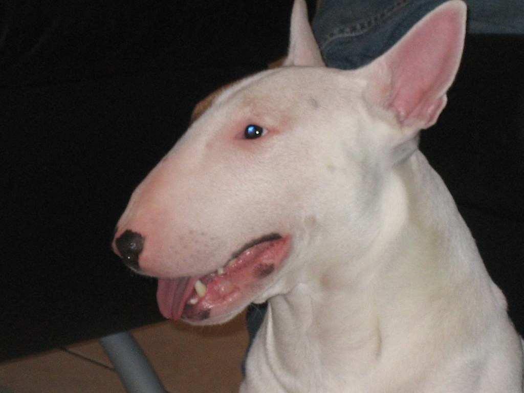 MINIATURE BULL TERRIER PUPPIES FOR SALE
