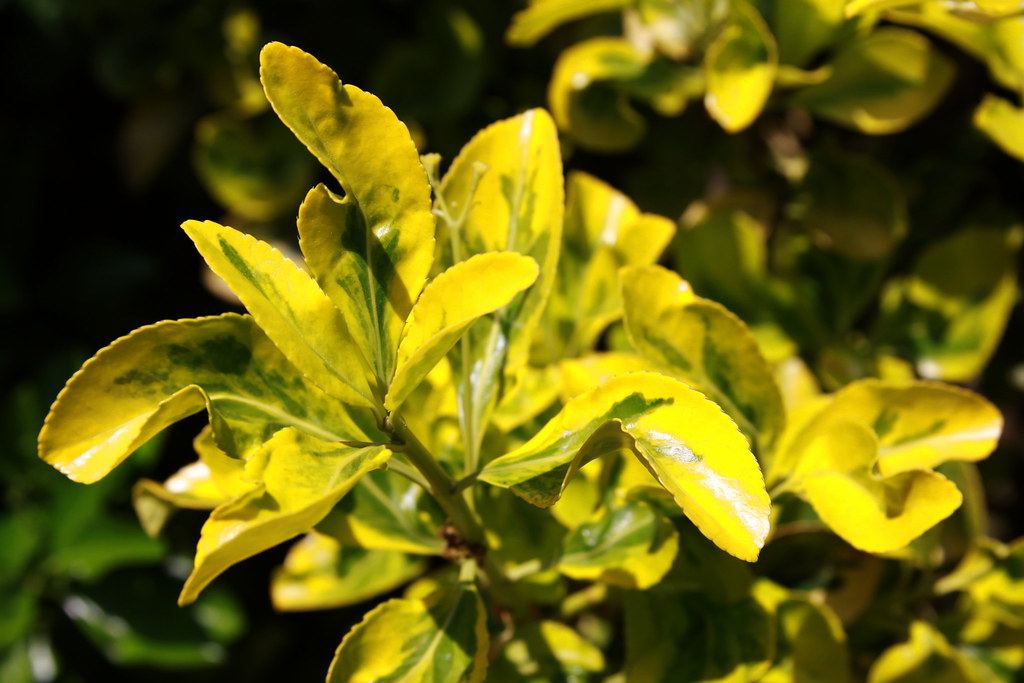 EXAMPLES OF NON FLOWERING PLANTS