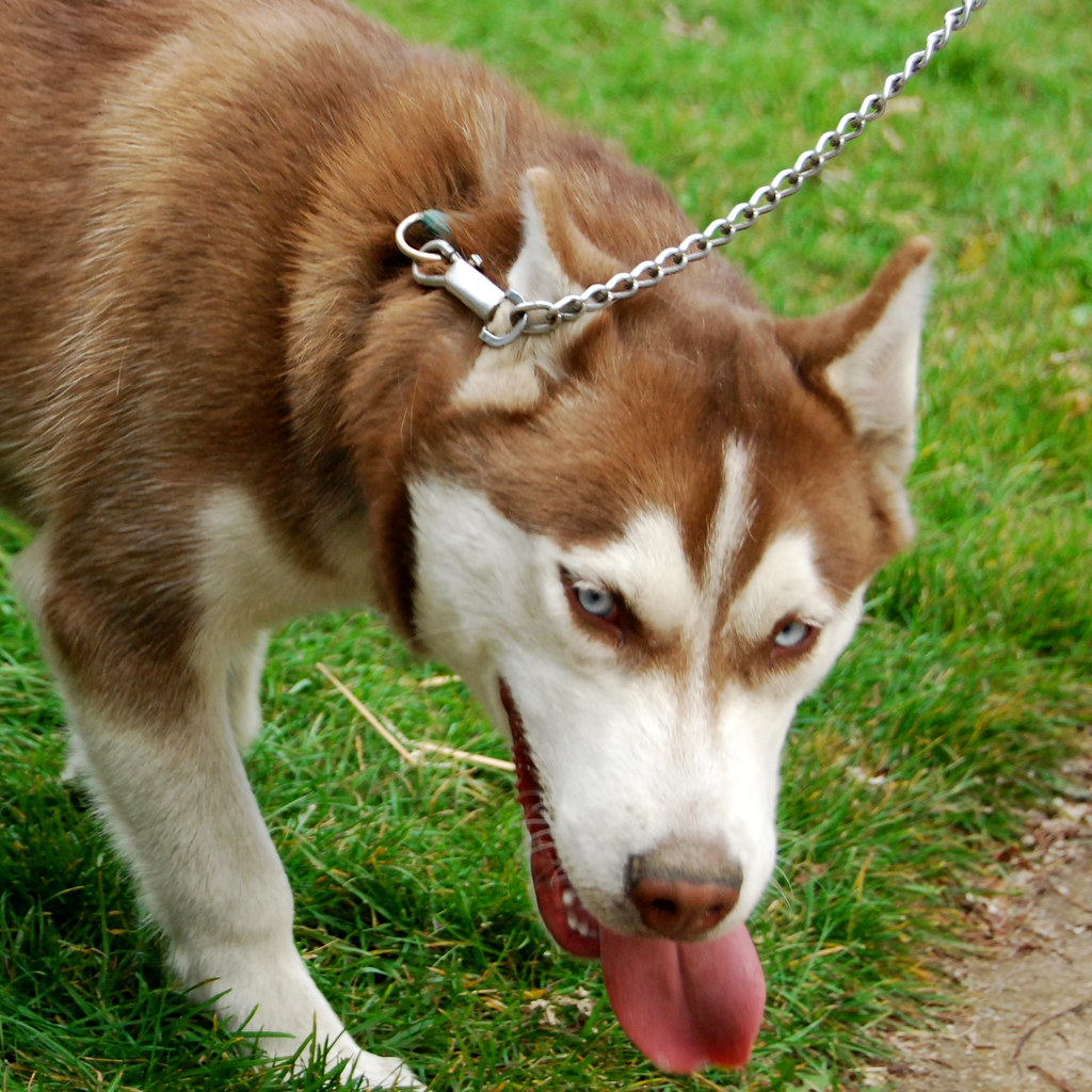 SIBERIAN HUSKY PUPPIES FOR SALE IN LOUISIANA. FOR SALE IN LOUISIANA