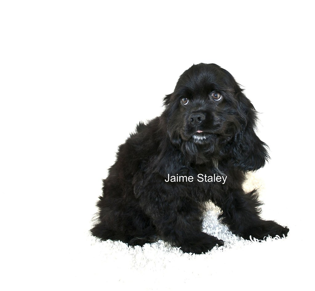 COCKER SPANIEL PUPPIES FOR SALE IN COCKER SPANIEL PUPPIES FOR