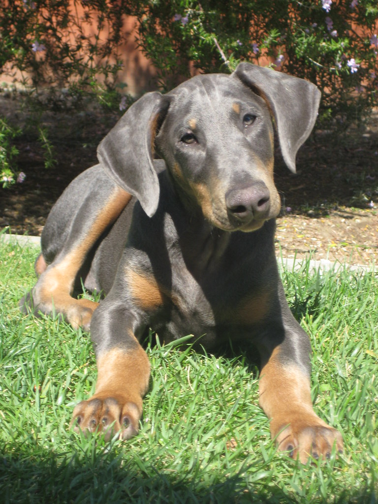 DOBERMAN PINSCHER PUPPIES FOR SALE IN PA FOR SALE IN PA DOBERMAN PINSCHER PUPPIES FOR SALE