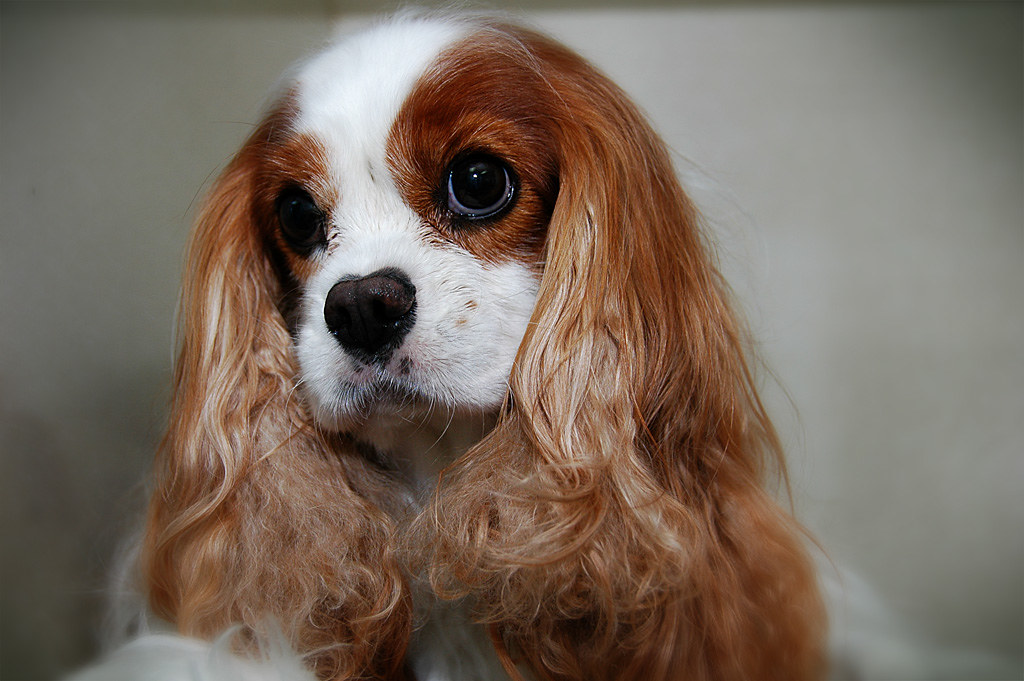 COCKER SPANIEL PUPPIES FOR SALE IN COCKER SPANIEL PUPPIES FOR