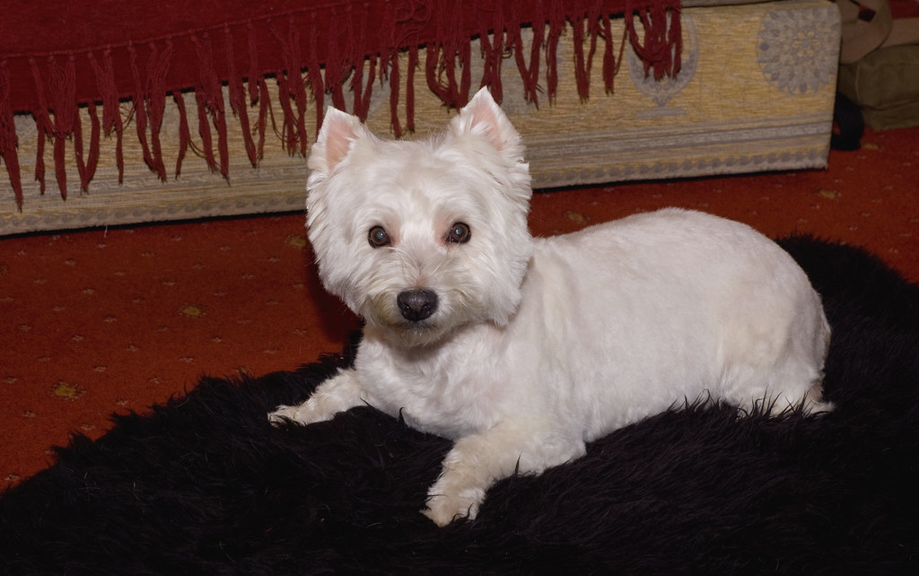 WESTIE CROSS PUPPIES FOR SALE. PUPPIES FOR SALE WESTIE CROSS PUPPIES