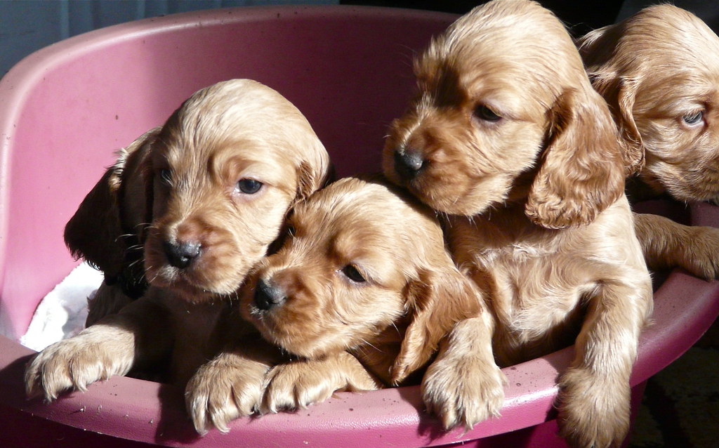 COCKER SPANIEL PUPPIES FOR SALE IN MISSISSIPPI FOR SALE IN MISSISSIPPI COCKER SPANIEL