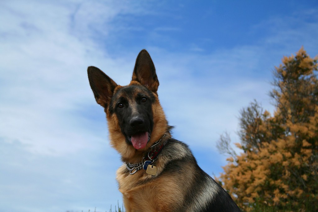 German shepherd puppy for sale at Kannur,Kannur,Thalipparambu