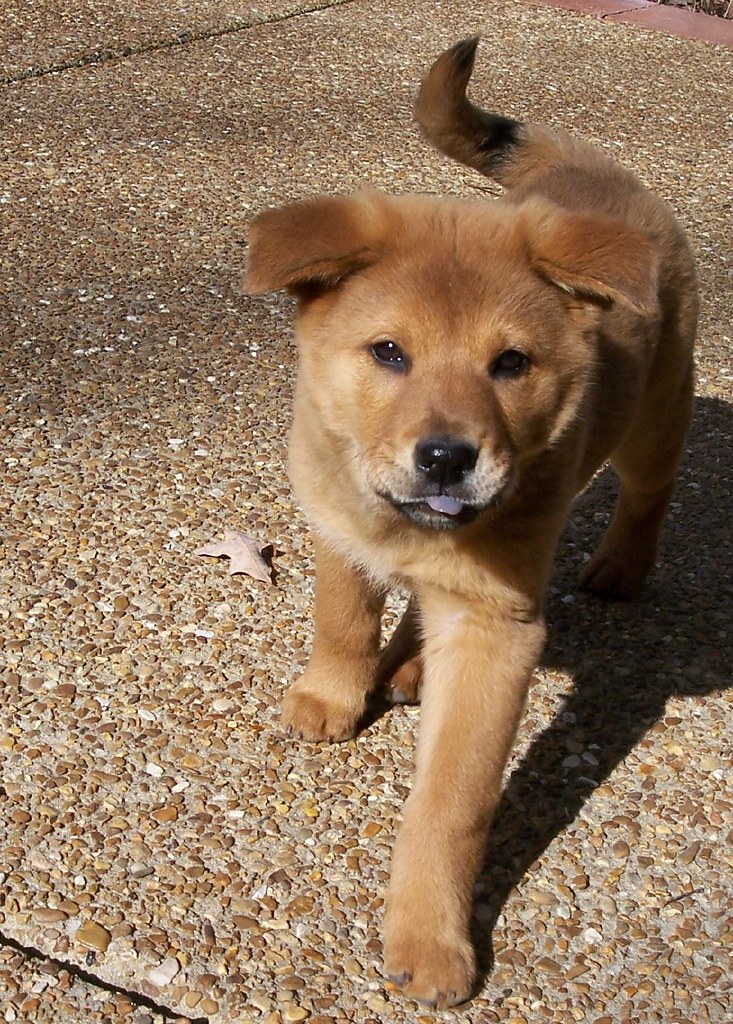 GERMAN SHEPHERD CHOW MIX PUPPIES