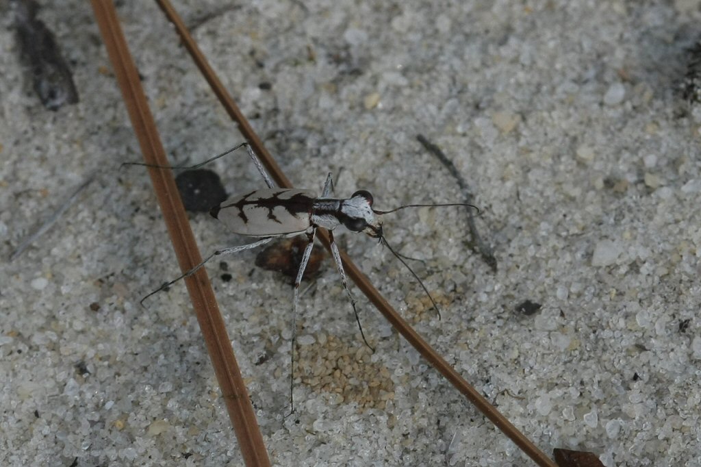 LEXINGTON COUNTY INMATE SEARCH. LEXINGTON COUNTY Lexington County