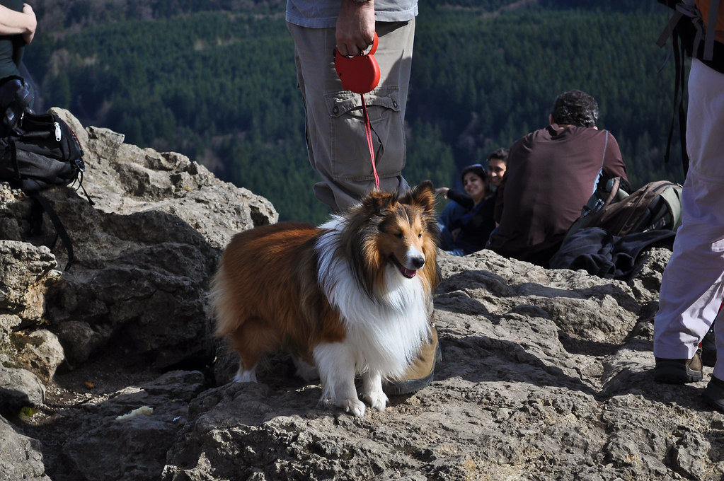 TEACUP SHELTIE