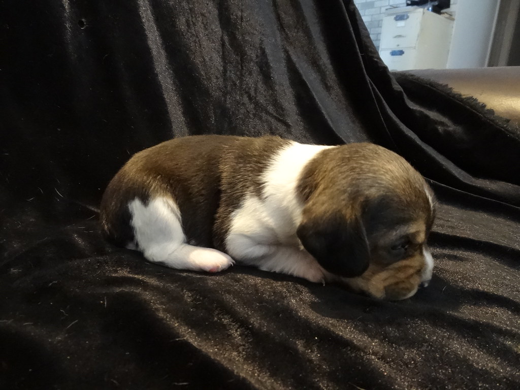 BEAGLE PUPPIES FOR SALE IN SCOTLAND SALE IN SCOTLAND Beagle puppies