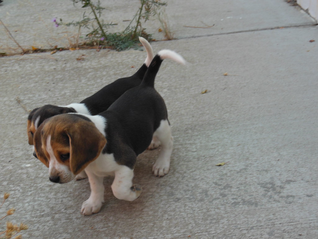 BEAGLE PUPPIES FOR SALE IN SCOTLAND SALE IN SCOTLAND Beagle puppies