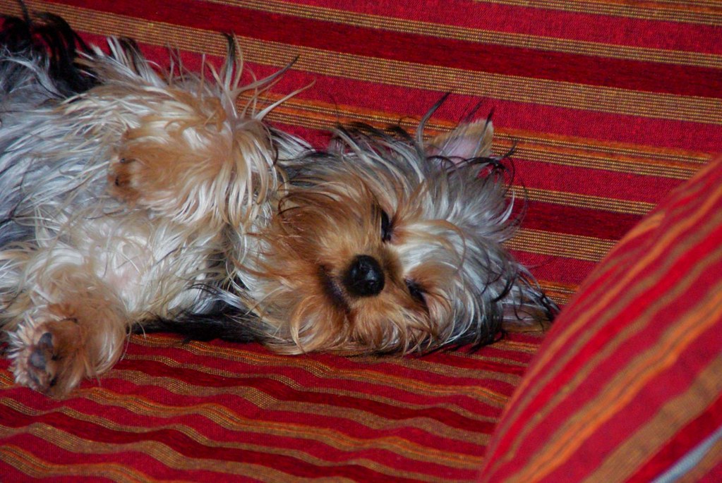 SILKY TERRIER PUPPIES FOR SALE
