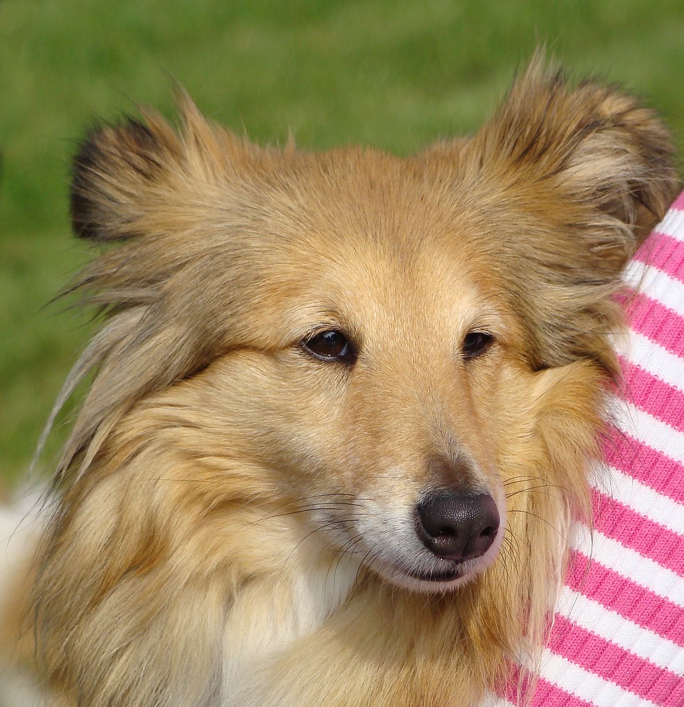 SHELTIE MIX PUPPIES FOR SALE