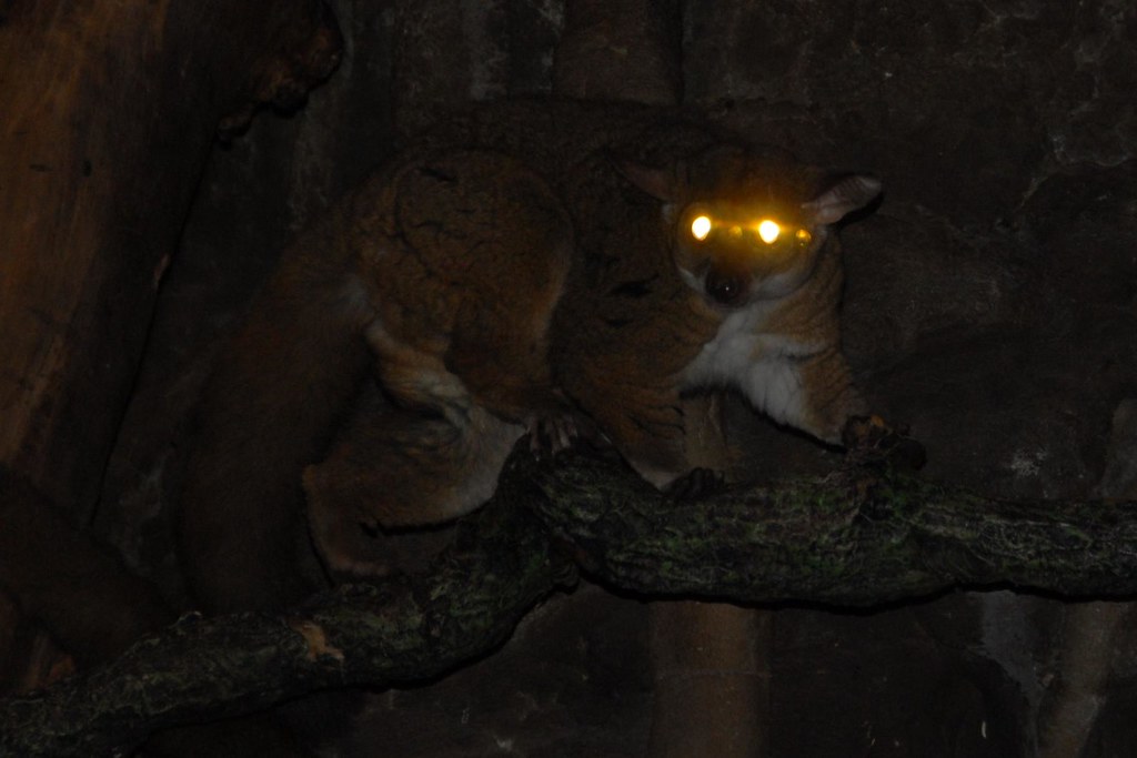 BUSH BABY CAMPING EQUIPMENT