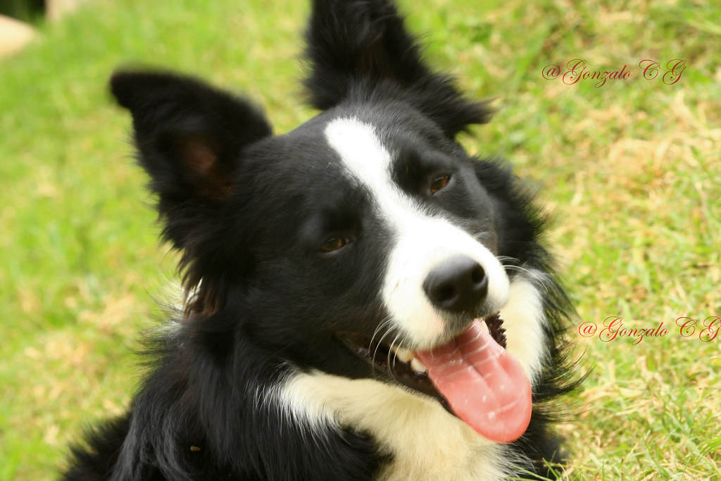 COLLIE AND LAB MIX PUPPIES