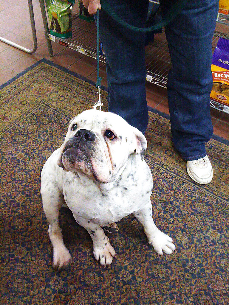 ENGLISH BULLDOG PUPPIES FOR SALE IN TEXAS English Bulldog Puppies For