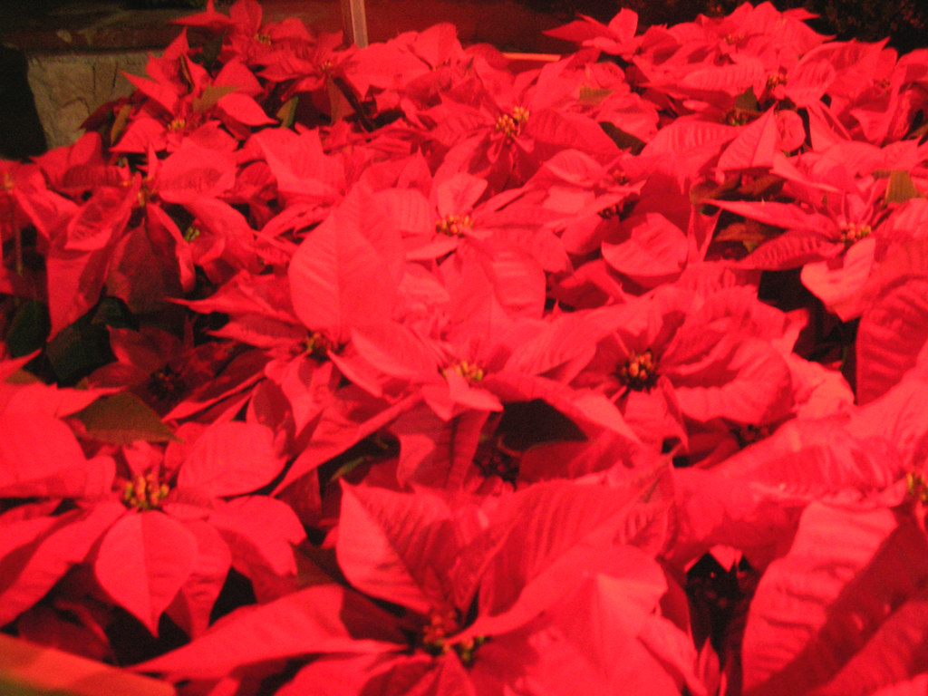 CHRISTMAS FLOWER DELIVERY. FLOWER DELIVERY CALLA BRIDAL BOUQUET