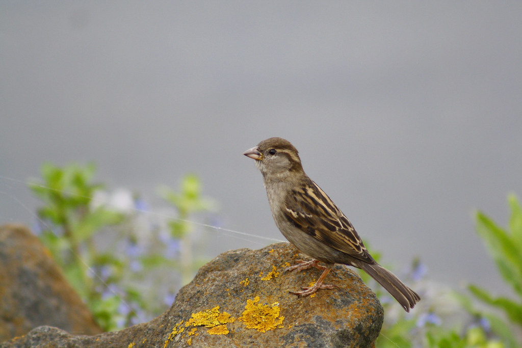 CAMERA HOUSE HAMILTON CAMERA HOUSE 8 MEGAPIXEL CAMERA PHONE INDIA