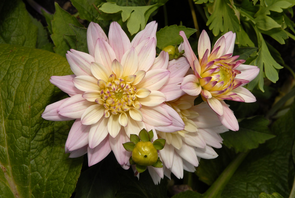 DAHLIA FLOWERS NEW YORK DAHLIA FLOWERS ALMA FLORIST TORONTO