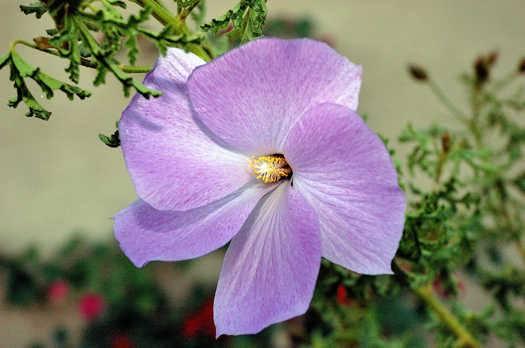 PURPLE SHADE FLOWERS SHADE FLOWERS AFFORDABLE AWNINGS